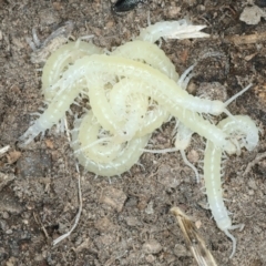 Cormocephalus aurantiipes at Bango, NSW - 3 Feb 2022 11:10 AM