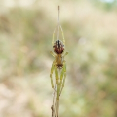 Deliochus sp. (genus) (A leaf curling spider) at Cook, ACT - 1 Feb 2022 by CathB