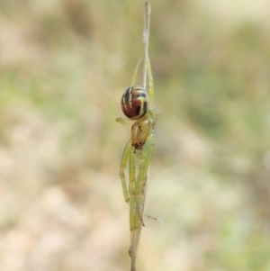 Deliochus sp. (genus) at Cook, ACT - 1 Feb 2022