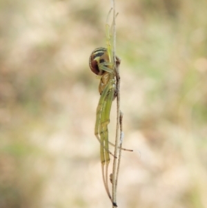 Deliochus sp. (genus) at Cook, ACT - 1 Feb 2022