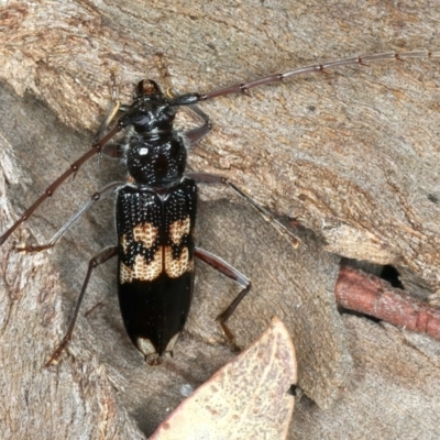 Phoracantha semipunctata (Common Eucalypt Longicorn) at Bango, NSW - 3 Feb 2022 by jb2602