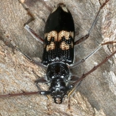 Phoracantha semipunctata at Bango, NSW - 3 Feb 2022