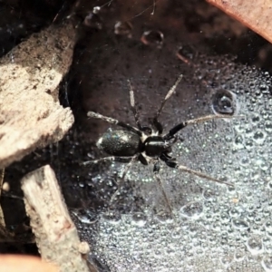 Linyphiidae (family) at Cook, ACT - 1 Feb 2022