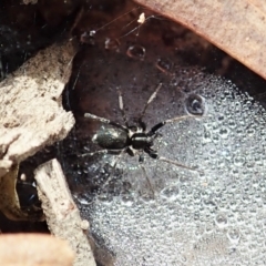 Linyphiidae sp. (family) at Cook, ACT - 1 Feb 2022
