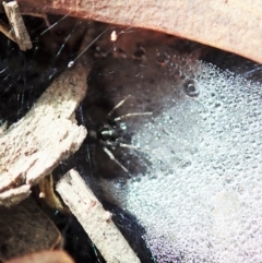Linyphiidae sp. (family) at Cook, ACT - 1 Feb 2022