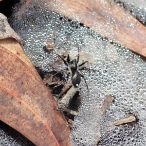 Linyphiidae (family) at Cook, ACT - 1 Feb 2022