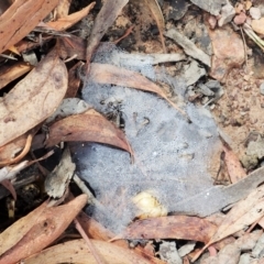 Linyphiidae (family) at Cook, ACT - 1 Feb 2022