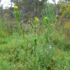 Madia sativa (Tarweed) at Booth, ACT - 3 Feb 2022 by JBrickhill