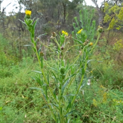 Madia sativa (Tarweed) at Booth, ACT - 4 Feb 2022 by JBrickhill