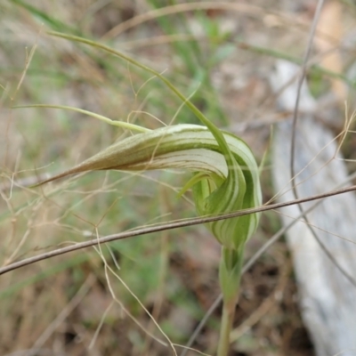 Diplodium ampliatum (Large Autumn Greenhood) at Cook, ACT - 1 Feb 2022 by CathB