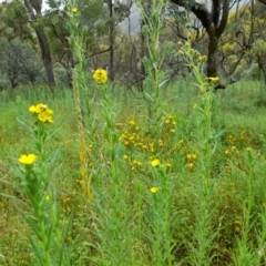 Madia sativa (Tarweed) at Booth, ACT - 3 Feb 2022 by JBrickhill