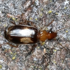 Trigonothops sp. (genus) (Bark carab beetle) at Bango, NSW - 2 Feb 2022 by jbromilow50