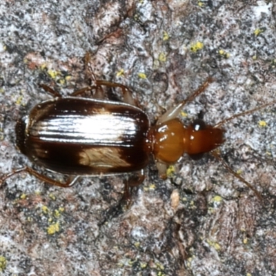 Trigonothops sp. (genus) (Bark carab beetle) at Bango Nature Reserve - 2 Feb 2022 by jbromilow50