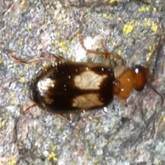 Trigonothops sp. (genus) at Bango, NSW - 3 Feb 2022 10:19 AM