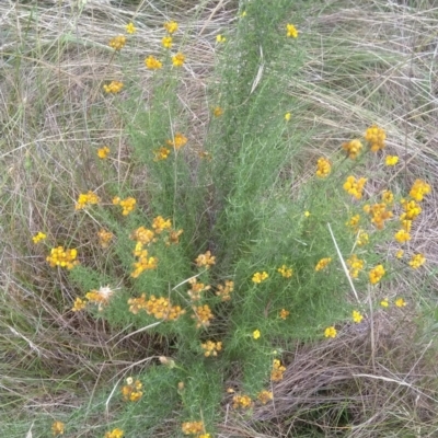 Chrysocephalum semipapposum (Clustered Everlasting) at Jerrabomberra, ACT - 2 Feb 2022 by CallumBraeRuralProperty