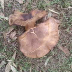 Unidentified Other fungus (TBC) at Symonston, ACT - 4 Feb 2022 by CallumBraeRuralProperty