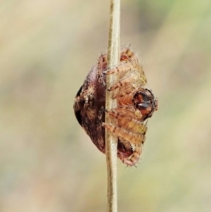 Dolophones sp. (genus) at Cook, ACT - 2 Feb 2022