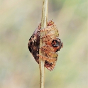 Dolophones sp. (genus) at Cook, ACT - 2 Feb 2022