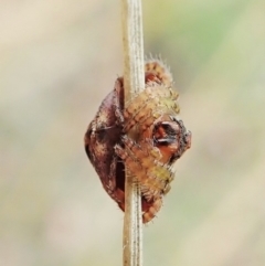 Dolophones sp. (genus) at Cook, ACT - 2 Feb 2022