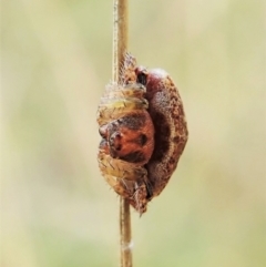 Dolophones sp. (genus) at Cook, ACT - 2 Feb 2022 08:50 AM