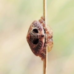 Dolophones sp. (genus) at Cook, ACT - 2 Feb 2022 08:50 AM