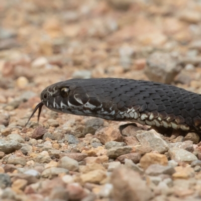 Austrelaps ramsayi (Highlands Copperhead) at Brindabella, NSW - 4 Feb 2022 by rawshorty