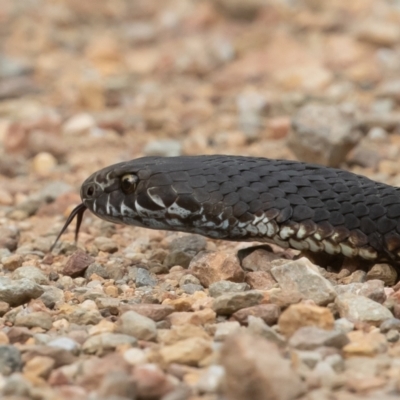 Austrelaps ramsayi (Highlands Copperhead) at Bimberi Nature Reserve - 3 Feb 2022 by rawshorty