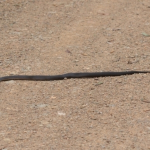 Austrelaps ramsayi at Brindabella, NSW - 4 Feb 2022