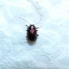 Edusella sp. (genus) (A leaf beetle) at McKellar, ACT - 9 Jan 2022 by Birdy