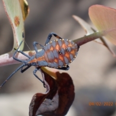 Amorbus sp. (genus) (Eucalyptus Tip bug) at Namadgi National Park - 3 Feb 2022 by Ozflyfisher
