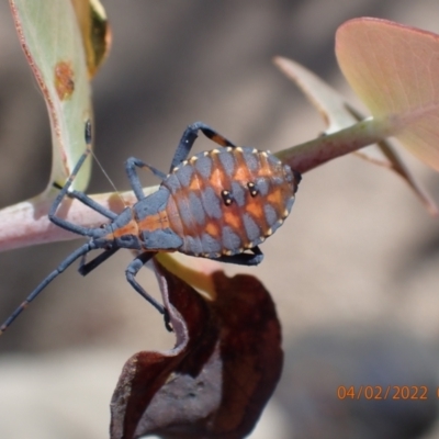 Amorbus sp. (genus) (Eucalyptus Tip bug) at Namadgi National Park - 3 Feb 2022 by Ozflyfisher