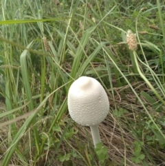 Macrolepiota dolichaula (Macrolepiota dolichaula) at Molonglo Valley, ACT - 4 Feb 2022 by Margo