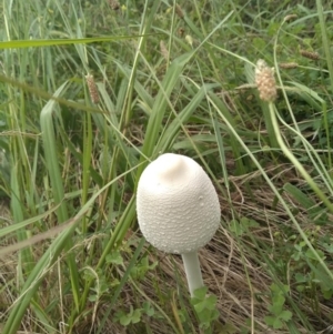 Macrolepiota dolichaula at Molonglo Valley, ACT - 4 Feb 2022