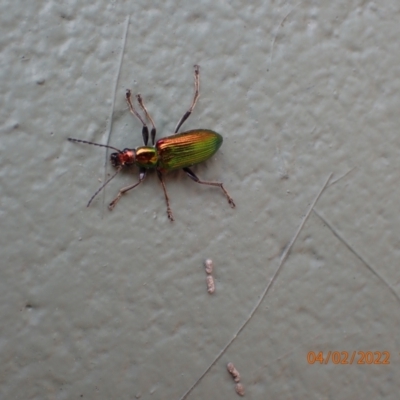 Lepturidea viridis (Green comb-clawed beetle) at Namadgi National Park - 3 Feb 2022 by Ozflyfisher