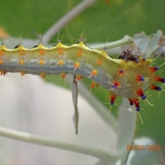 Opodiphthera eucalypti (Emperor Gum Moth) at Paddys River, ACT - 3 Feb 2022 by Bugologist