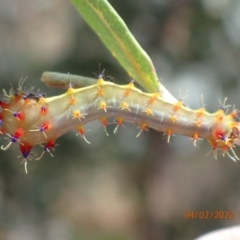 Opodiphthera eucalypti at Paddys River, ACT - 4 Feb 2022 09:50 AM