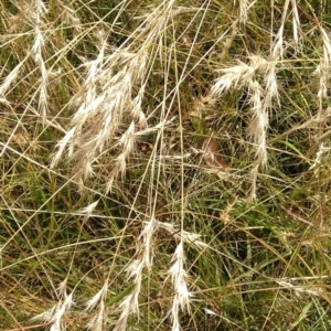 Rytidosperma sp. at Jerrabomberra, ACT - 28 Jan 2022