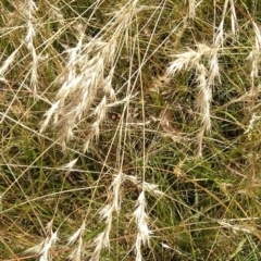 Rytidosperma sp. (Wallaby Grass) at Jerrabomberra, ACT - 28 Jan 2022 by CallumBraeRuralProperty