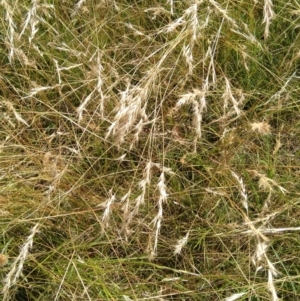 Rytidosperma sp. at Jerrabomberra, ACT - 28 Jan 2022