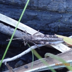Coryphistes ruricola (Bark-mimicking Grasshopper) at Paddys River, ACT - 4 Feb 2022 by FeralGhostbat
