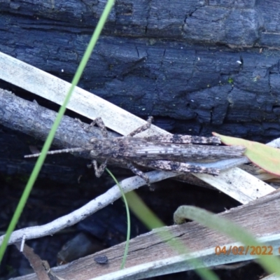Coryphistes ruricola (Bark-mimicking Grasshopper) at Paddys River, ACT - 3 Feb 2022 by Ozflyfisher