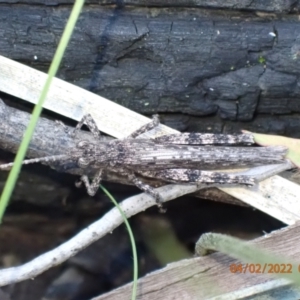 Coryphistes ruricola at Paddys River, ACT - 4 Feb 2022 08:10 AM