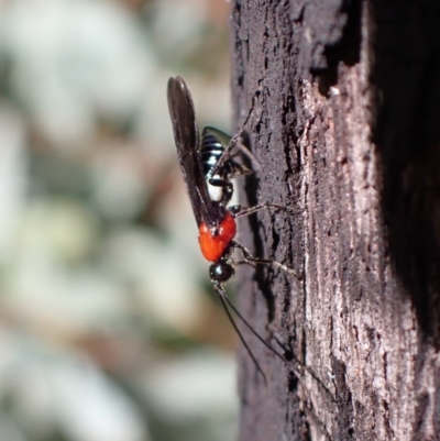 Pycnobraconoides sp. (genus) (A Braconid wasp) at Paddys River, ACT - 3 Feb 2022 by Ozflyfisher