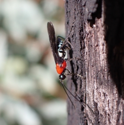 Pycnobraconoides sp. (genus) (A Braconid wasp) at Paddys River, ACT - 4 Feb 2022 by FeralGhostbat