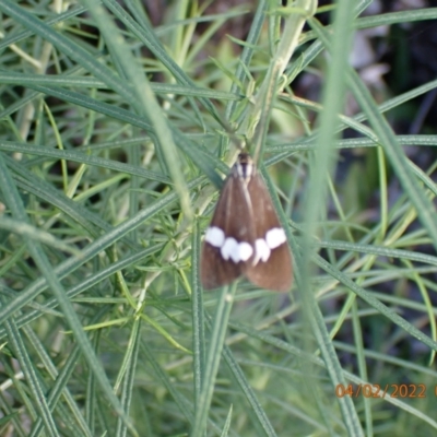 Nyctemera amicus (Senecio Moth, Magpie Moth, Cineraria Moth) at Namadgi National Park - 3 Feb 2022 by Ozflyfisher