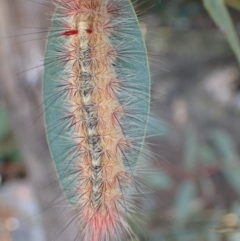 Anthela canescens (Anthelid moth) at Namadgi National Park - 3 Feb 2022 by Ozflyfisher