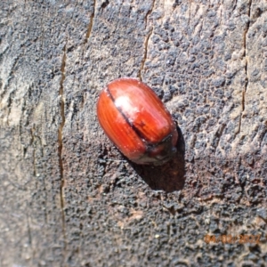 Paropsisterna rufobrunnea at Paddys River, ACT - 4 Feb 2022 10:09 AM