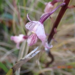 Dipodium roseum (Rosy Hyacinth Orchid) at Paddys River, ACT - 3 Feb 2022 by Ozflyfisher
