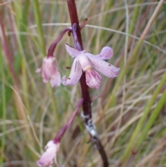 Dipodium roseum at Paddys River, ACT - 4 Feb 2022