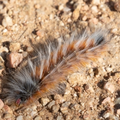 Anthela varia (Hairy Mary) at Lower Cotter Catchment - 3 Feb 2022 by rawshorty